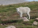 PICTURES/Mount Evans and The Highest Paved Road in N.A - Denver CO/t_Goat5.jpg